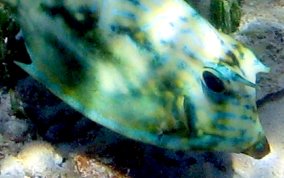 Scrawled Cowfish - Acanthostracion quadricornis 