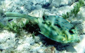 Scrawled Cowfish - Acanthostracion quadricornis 