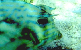 Scrawled Cowfish - Acanthostracion quadricornis 