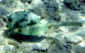 Scrawled Cowfish - Acanthostracion quadricornis 