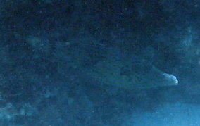 Scrawled Filefish - Aluterus scriptus