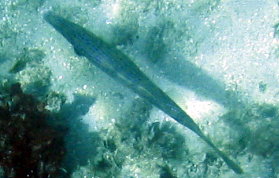 Scrawled Filefish - Aluterus scriptus