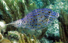 Scrawled Filefish - Aluterus scriptus