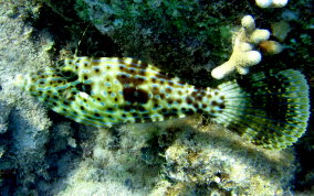 Scrawled Filefish - Aluterus scriptus