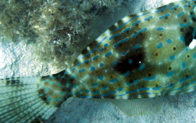 Scrawled Filefish - Aluterus scriptus