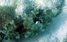 Scrawled Filefish - Aluterus scriptus