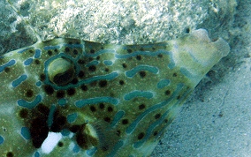 Scrawled Filefish - Aluterus scriptus