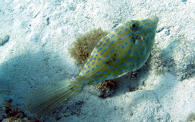 Scrawled Filefish - Aluterus scriptus