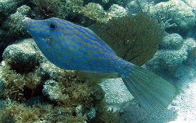 Scrawled Filefish - Aluterus scriptus