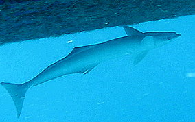 Sharksucker (Remora) - Echeneis naucrates