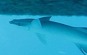 Sharksucker (Remora) - Echeneis naucrates