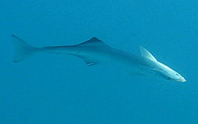 Sharksucker (Remora) - Echeneis naucrates