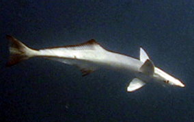 Sharksucker (Remora) - Echeneis naucrates