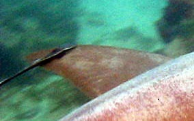 Sharksucker (Remora) - Echeneis naucrates