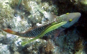 Sharksucker (Remora) - Echeneis naucrates