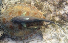 Sharksucker (Remora) - Echeneis naucrates