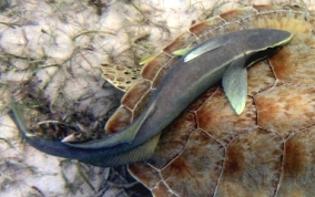 Sharksucker (Remora) - Echeneis naucrates