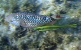 Sharksucker (Remora) - Echeneis naucrates