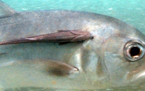 Sharksucker (Remora) - Echeneis naucrates