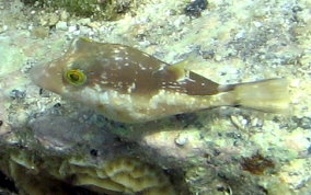 Sharpnose Pufferfish - Canthigaster rostrata