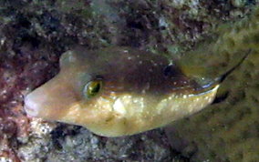 Sharpnose Pufferfish - Canthigaster rostrata