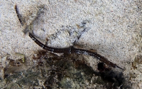 Shortfin Pipefish - Cosmocampus elucens