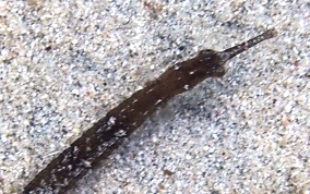 Shortfin Pipefish - Cosmocampus elucens