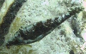 Slender Filefish - Monacanthus tuckeri