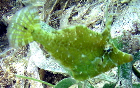 Slender Filefish - Monacanthus tuckeri