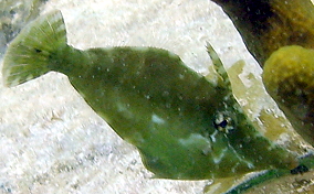 Slender Filefish - Monacanthus tuckeri