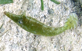 Slender Filefish - Monacanthus tuckeri