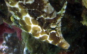 Slender Filefish - Monacanthus tuckeri