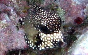 Smooth Trunkfish - Lactophrys triqueter