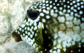 Smooth Trunkfish - Lactophrys triqueter