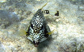 Smooth Trunkfish - Lactophrys triqueter