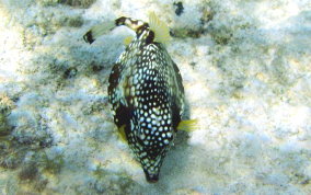 Smooth Trunkfish - Lactophrys triqueter