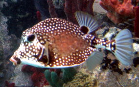 Smooth Trunkfish - Lactophrys triqueter