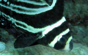 Spotted Drum - Equetus punctatus