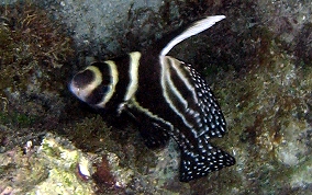 Spotted Drum - Equetus punctatus