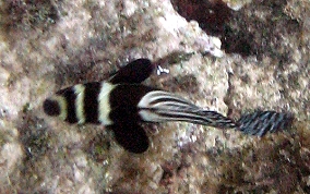 Spotted Drum - Equetus punctatus