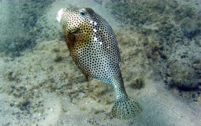 Spotted Trunkfish - Lactophrys bicaudalis