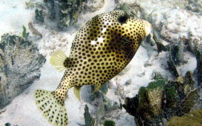 Spotted Trunkfish - Lactophrys bicaudalis