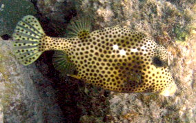 Spotted Trunkfish - Lactophrys bicaudalis