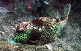 Spotted Trunkfish - Lactophrys bicaudalis