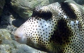 Spotted Trunkfish - Lactophrys bicaudalis