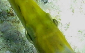 Trumpetfish - Aulostomus maculatus