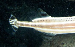 Trumpetfish - Aulostomus maculatus