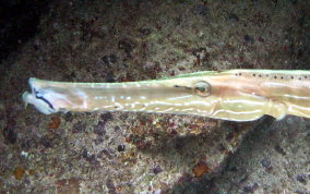 Trumpetfish - Aulostomus maculatus