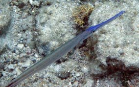 Trumpetfish - Aulostomus maculatus