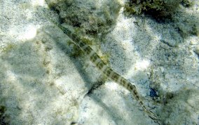 Trumpetfish - Aulostomus maculatus